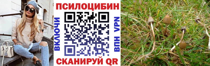 где купить   мега маркетплейс  Галлюциногенные грибы Cubensis  Исилькуль 